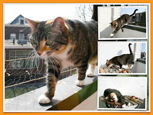 new basic design large photo as background