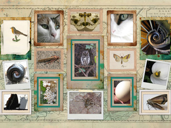 Treasure map